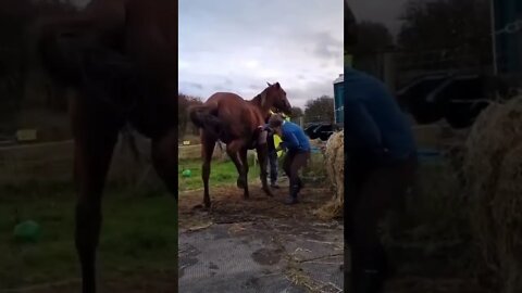 mulher leva coice na cara😱😱😱