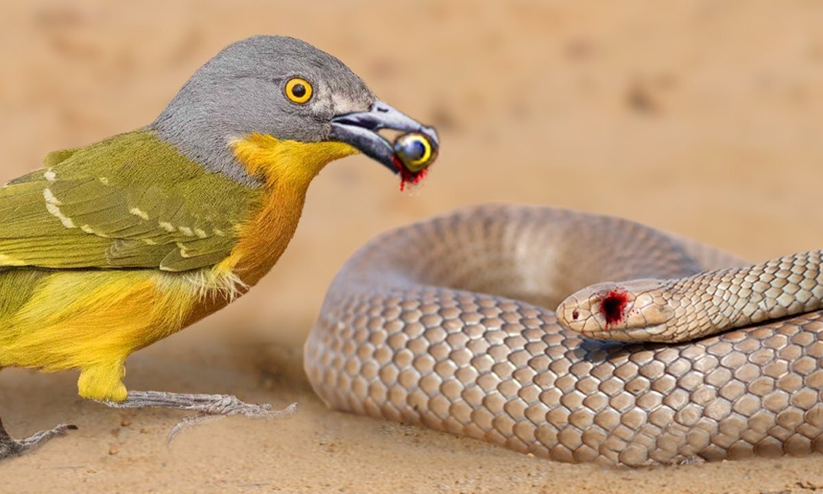 Avian Heroes: 20 Fearless Birds Taking on Giants | This Bird Can Rip a Snake's Eyes Out