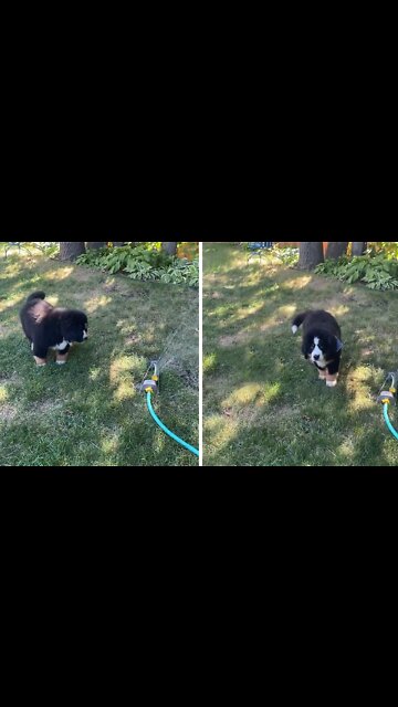 Adorable Bernese Puppy Can't Resist The Sprinkler