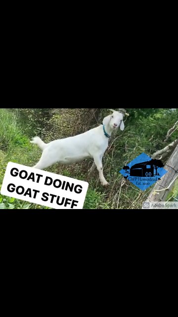 Goat eats kiwis… maybe? #shorts