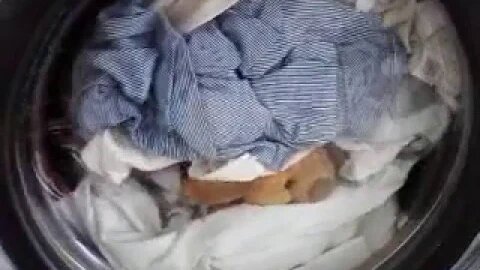 Get clean Wags! Part 2 of our adventure!