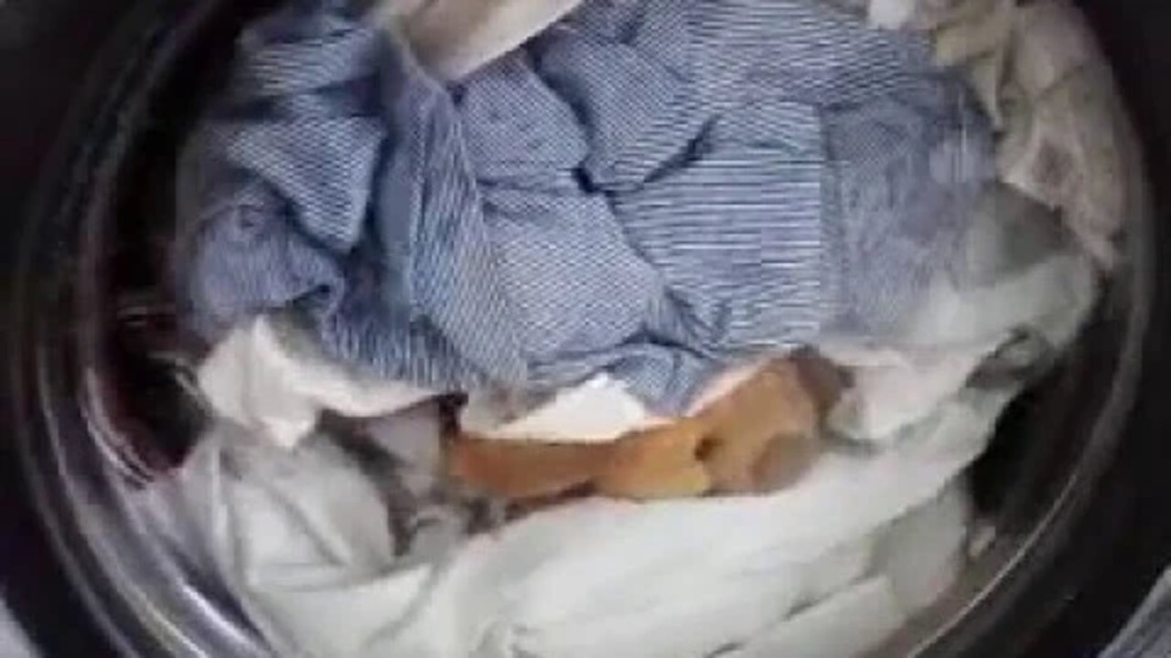 Get clean Wags! Part 2 of our adventure!