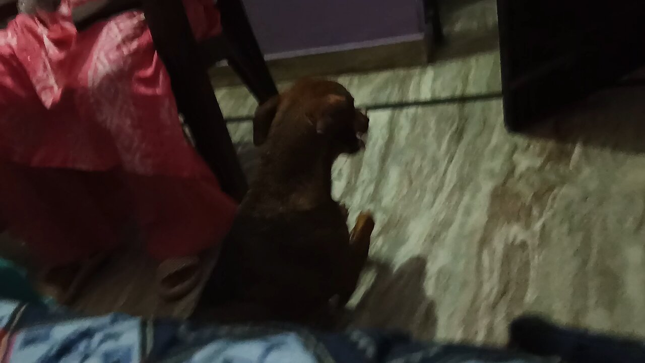 Dog is so cute family members