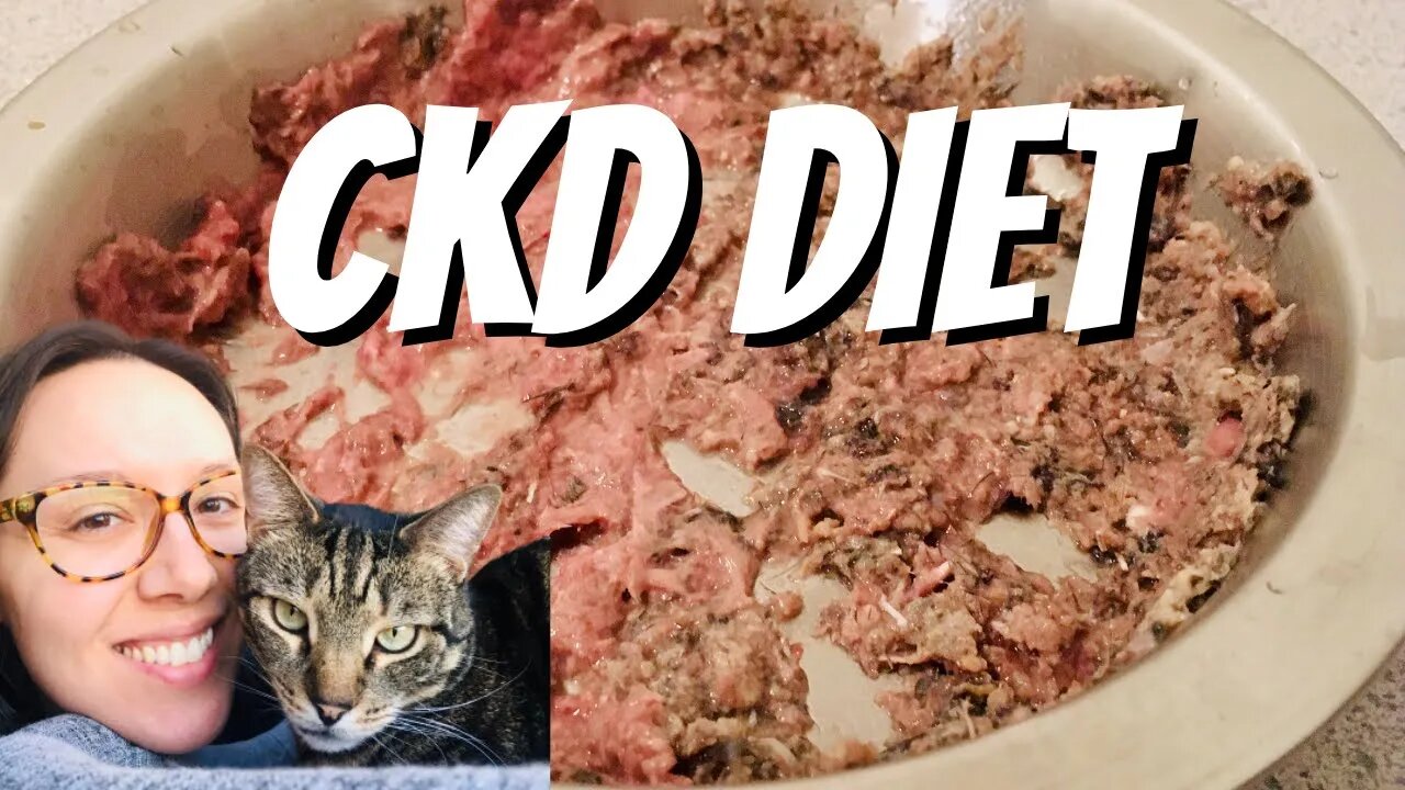 Easy raw and homemade diets for your CKD cat