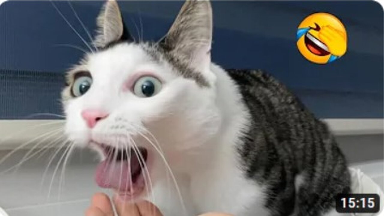 Funny Cats and Dogs Videos 🤣 - Funniest Animal Videos 2023!