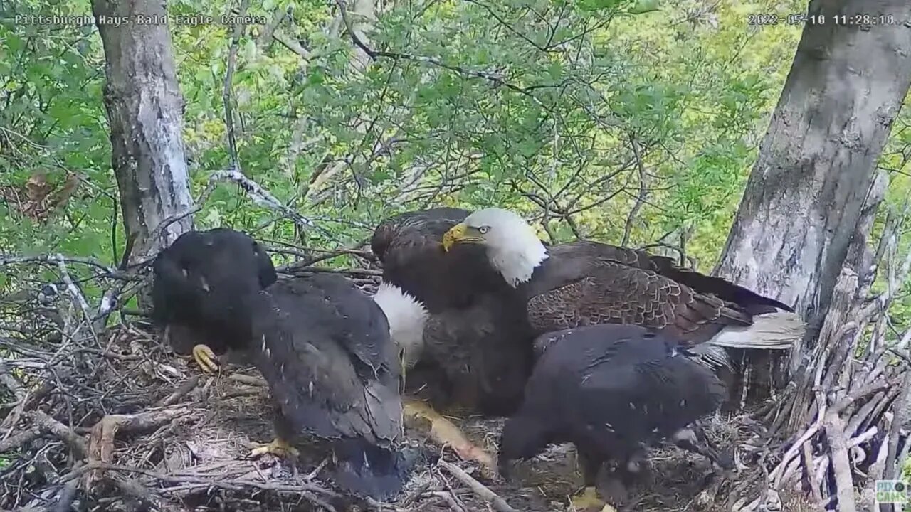 Hays Bald Eagles Dad brings in a Huge Carp both feed H16 H17 H18 022 05 10 1126am