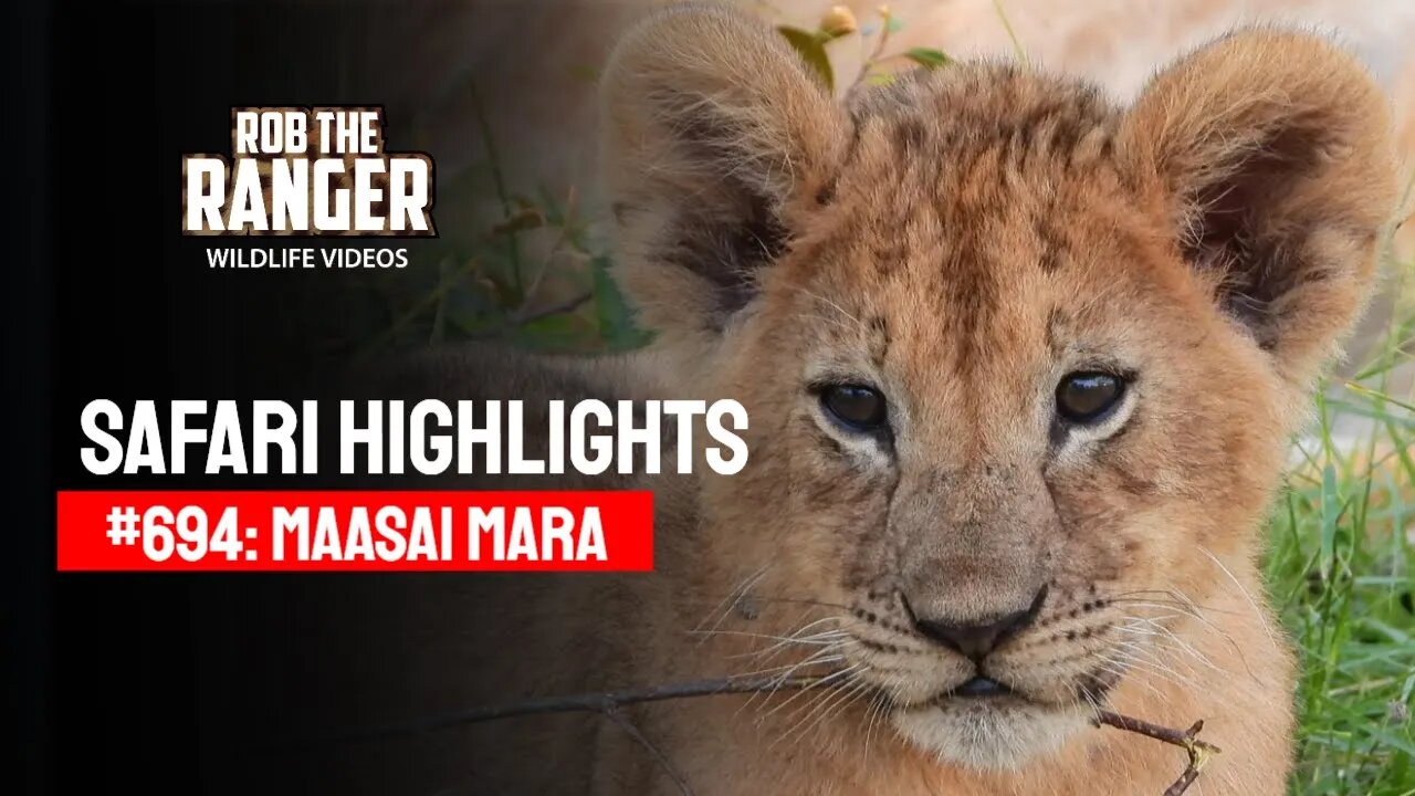 Safari Highlights #694: 01 June 2022 | Lalashe Maasai Mara | Latest Wildlife Sightings