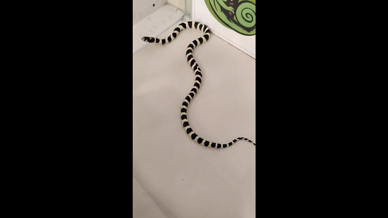 Snake
