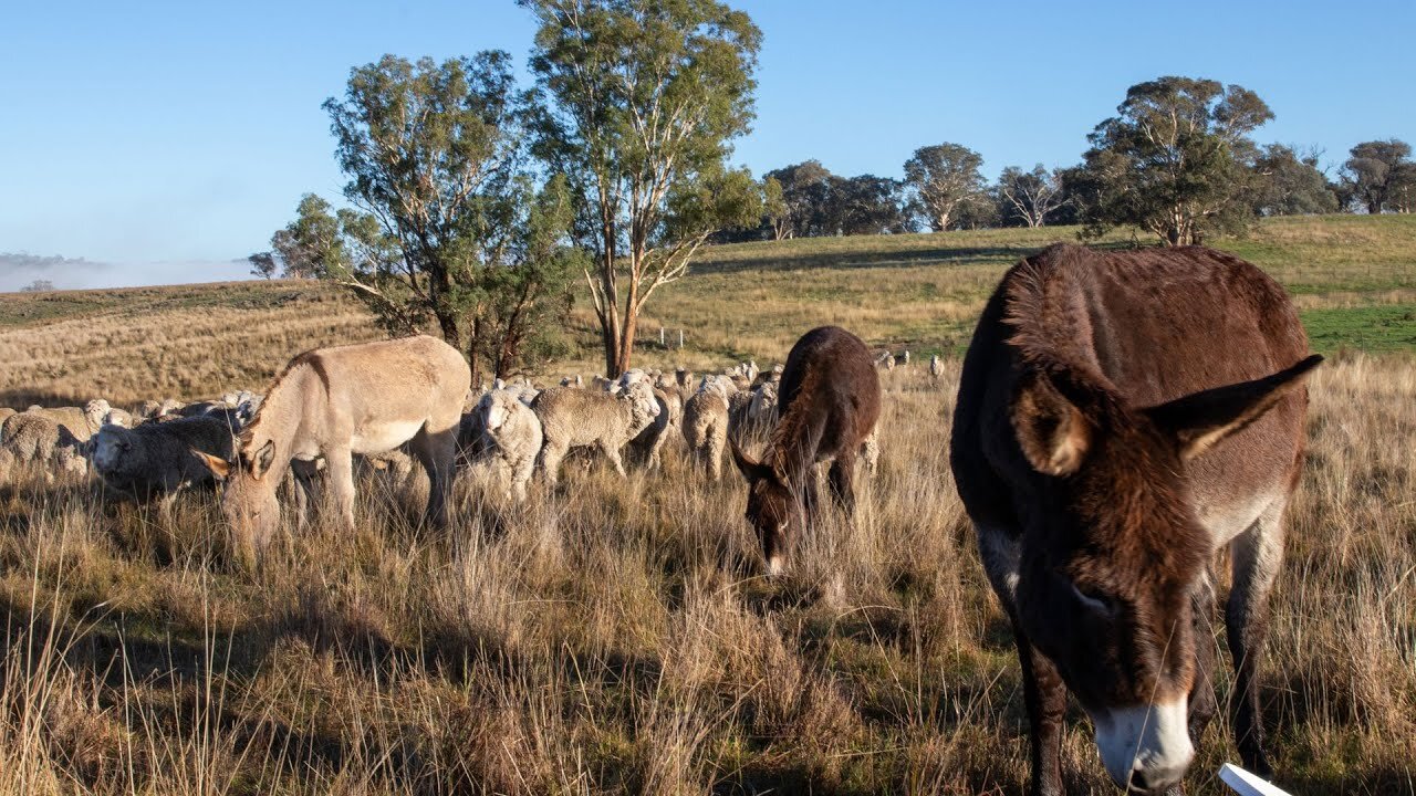 ​​Donkeys prove capable guardians in wild dog protection trial​