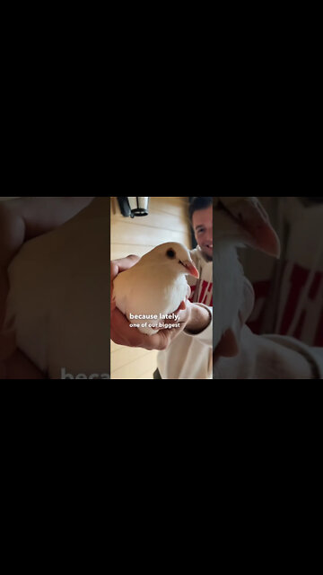 Sign From God: A Dove Appeared At My House 🕊