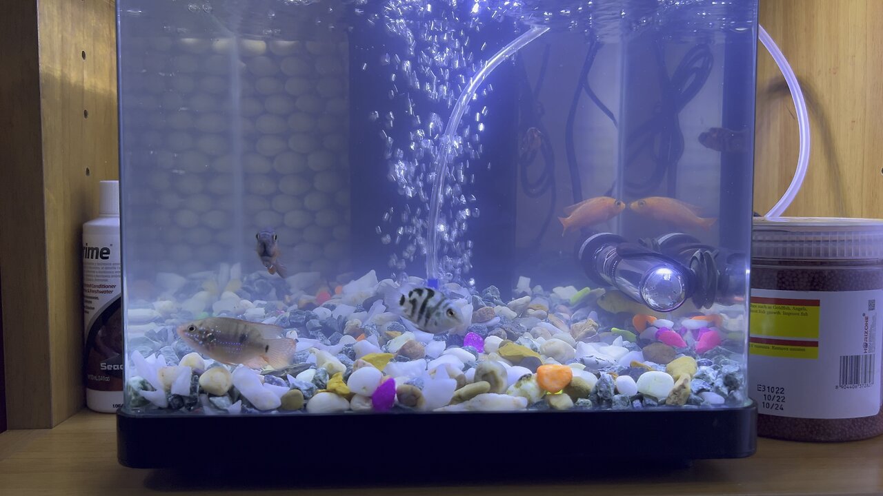 Fish time