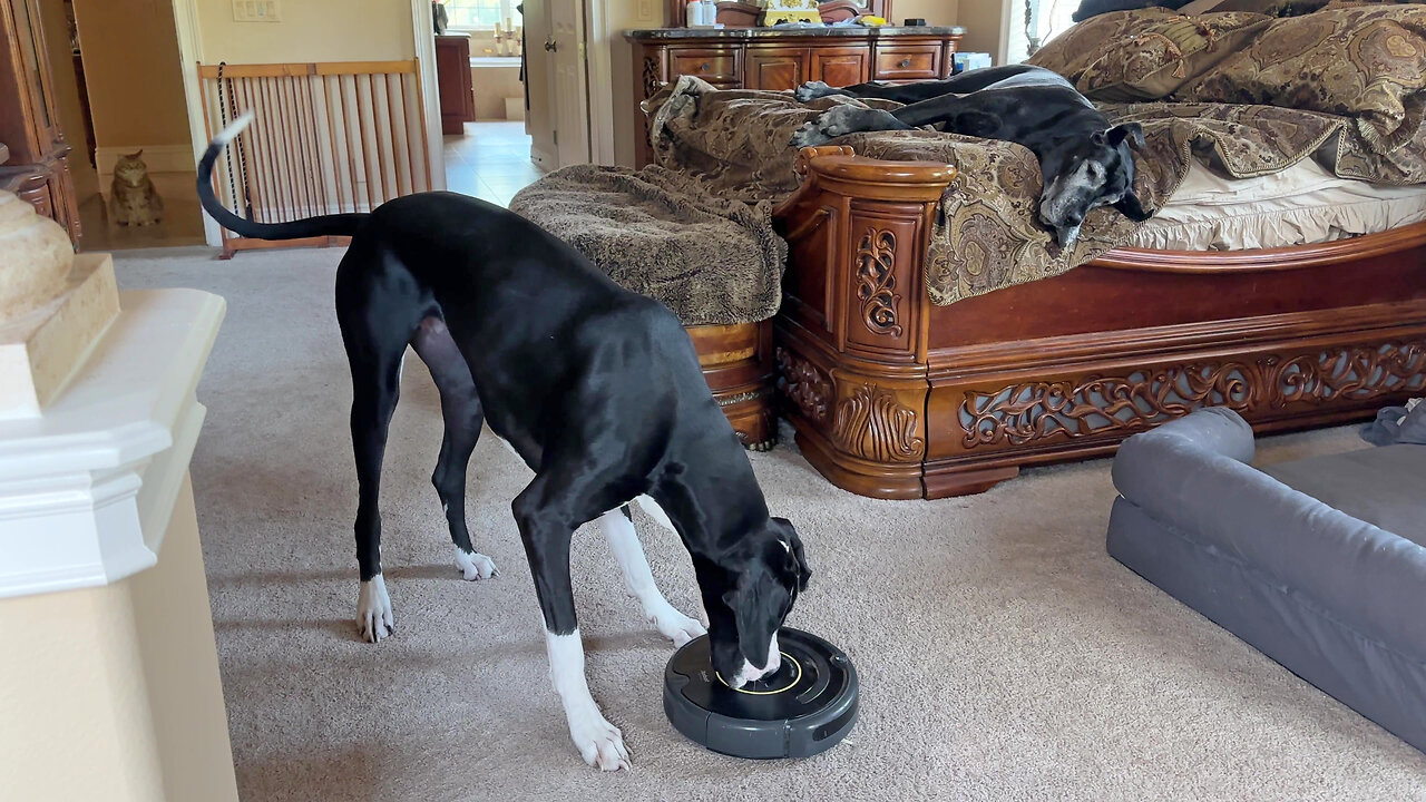 Cat Watches Funny Great Dane Bark & Bounce At Robot Vacuum To Be Quiet