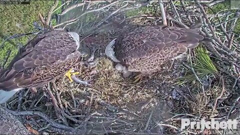 Congratulations Mom, Dad and E19 on hatch of E20.5:54 pm12-28-21