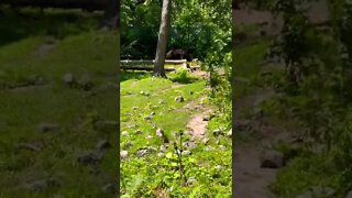 Two black bears roaming around