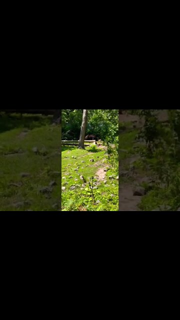 Two black bears roaming around