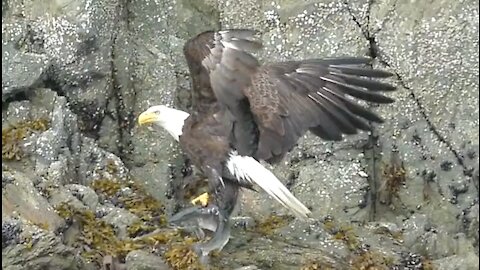 Bald Eagle with Pink Salmon