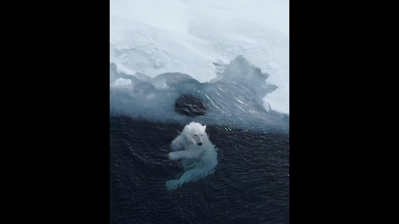 polar bear playfull side