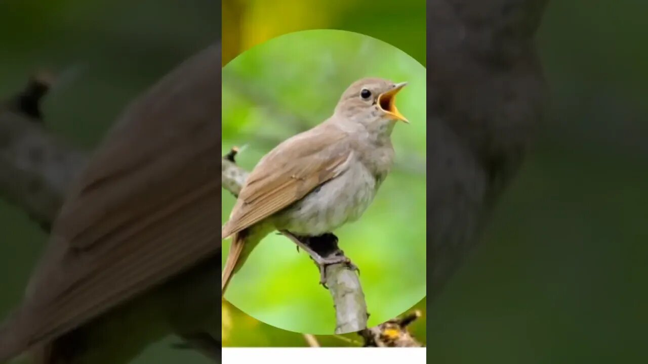 звуки природы / пение птиц / птицы / красивая мелодия / birds / sound birds #NatureShortsVideo