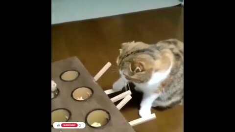 cute cat videos 😹 funny videos 😂1118