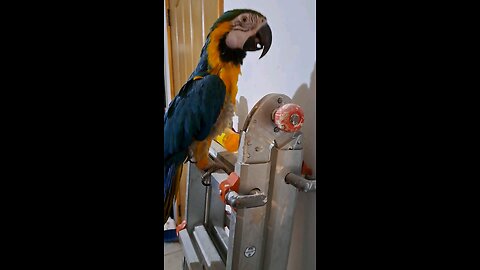 Macaw Malibu on top of a latter.