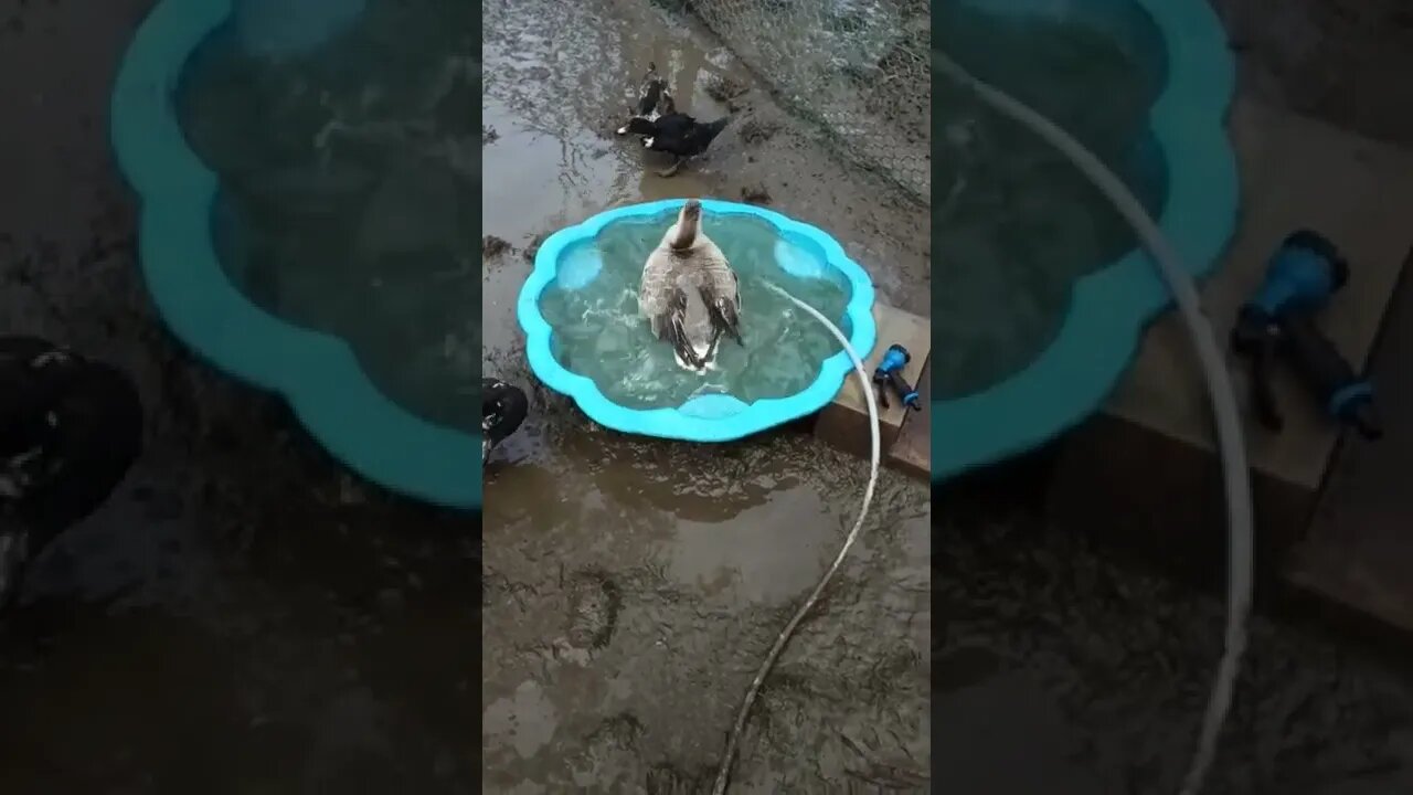 Goose cleaning in the pond. (Freckles)