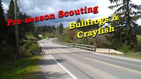 Pre-Season Scouting Bullfrogs & Crayfish