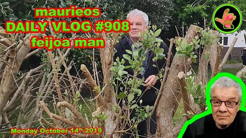 maurieos DAILY VLOG #908 feijoa man