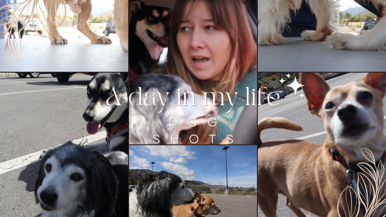 A DAY IN THE LIFE + DOGS SHOTS