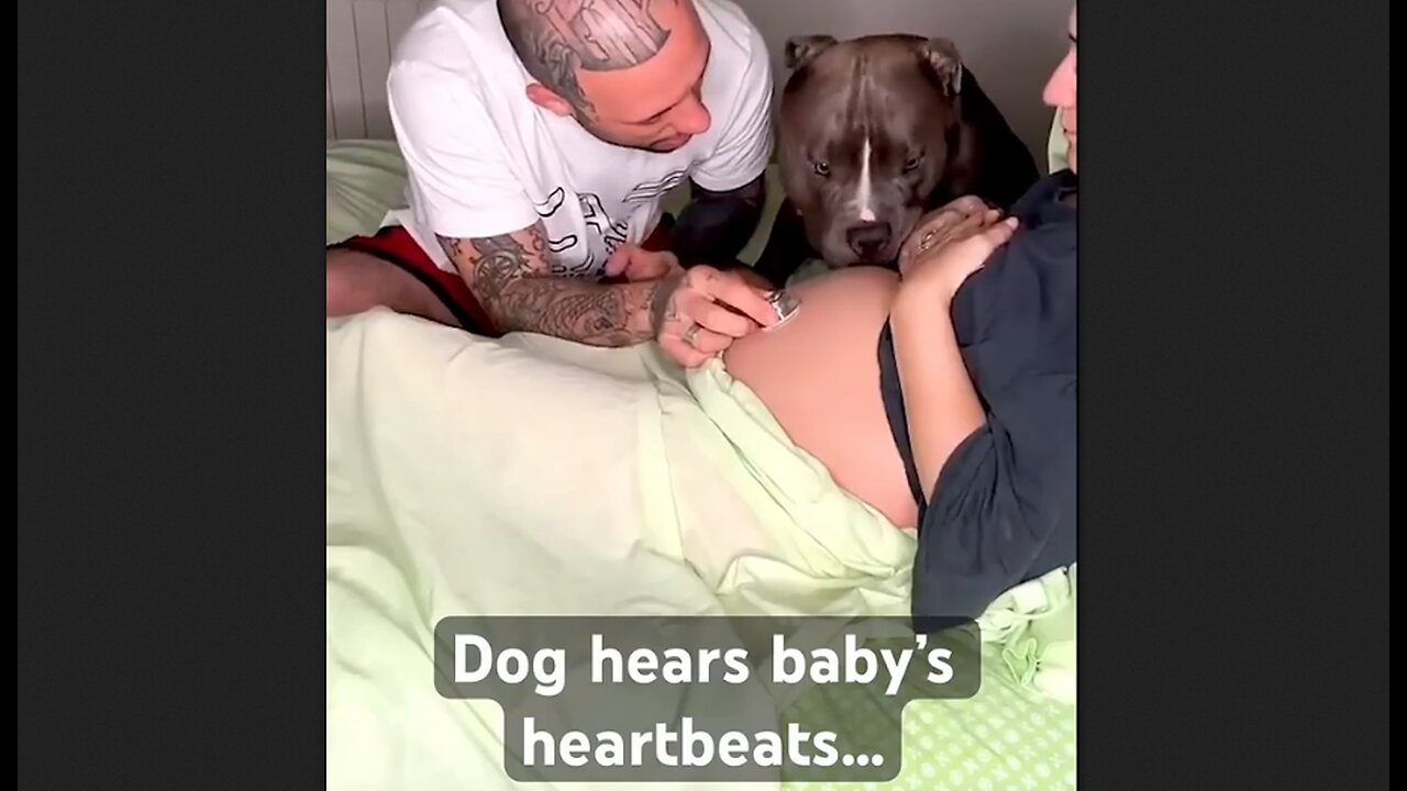 Dog hears baby’s heartbeat - HaloRockNews