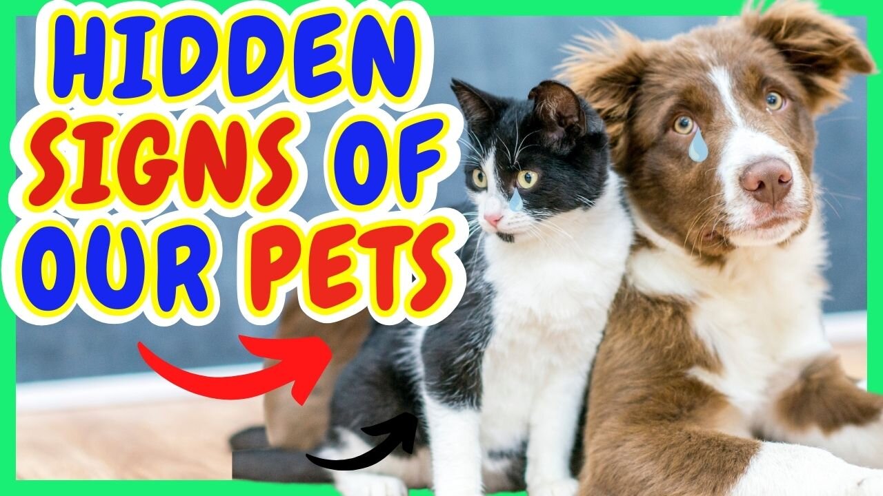 BETWEEN GESTURES AND LOOKS | THE INAUDIBLE CRY OF OUR FURRY FRIENDS