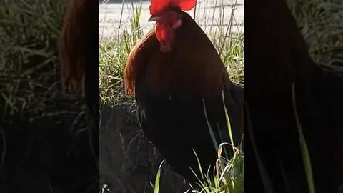 Coq ... Rooster