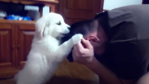 Bailey Attack His Owner - 8 Week Old Golden Retriever Puppy