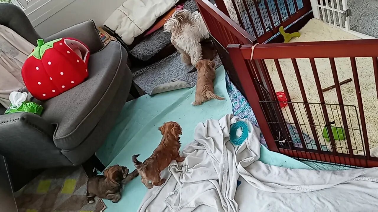 J Litter 5.5 wks old