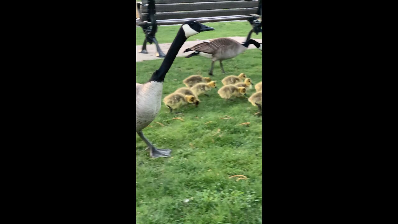 Goose babies