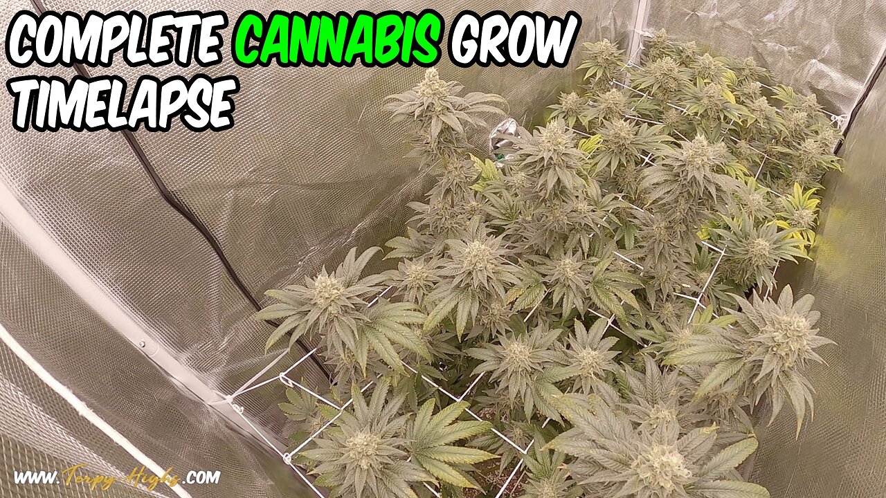 Gorilla Zkittlez SEED to HARVEST CANNABIS GROW timelapse Mars Hydro SP3000 light