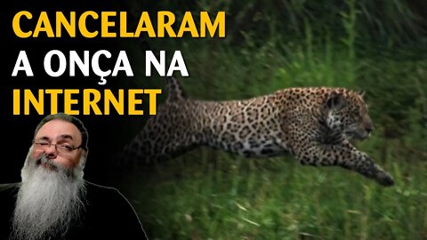 Pesquisador posta imagens de onça e capivara no pantanal e a onça é cancelada pela internet