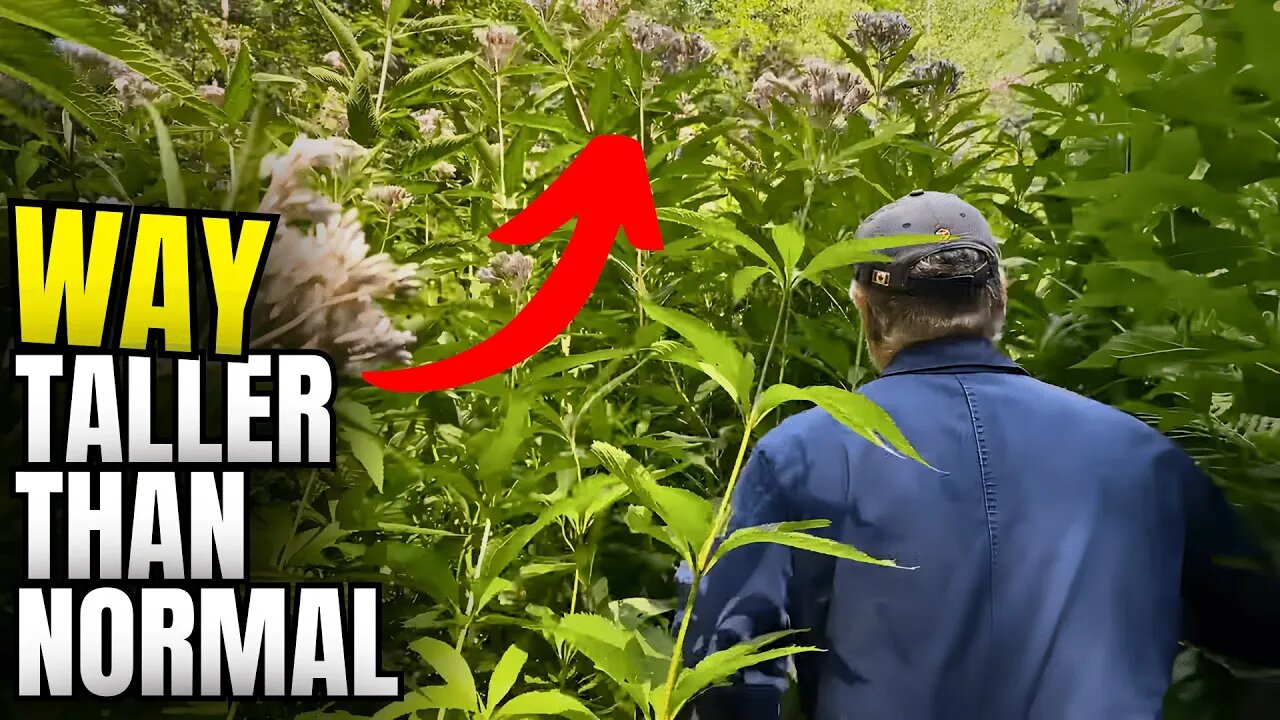 We Found a Hidden SUPER GARDEN | Local Legend Discovered