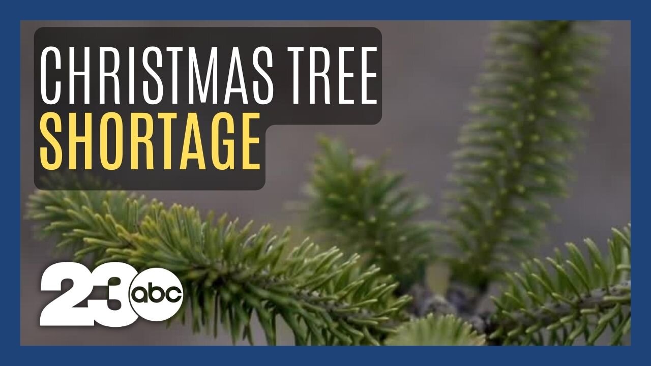 Drought caused by climate change is causing Christmas tree shortages