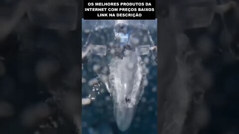 veja o que esse drone filmou