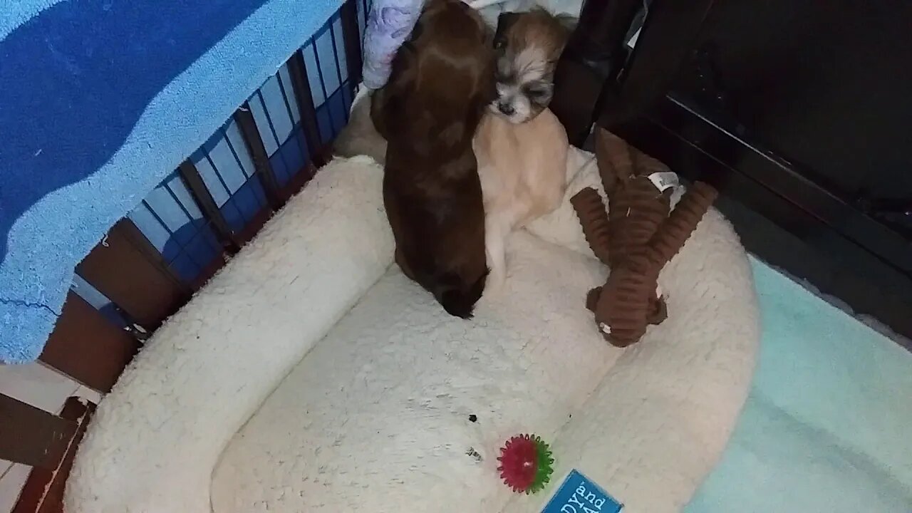 G Litter Ready For Nap Time