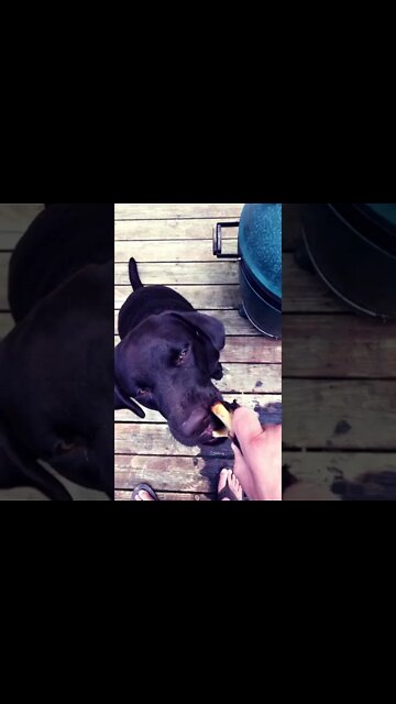 #EnglishLabLife Bar-b-q is good for the soul.