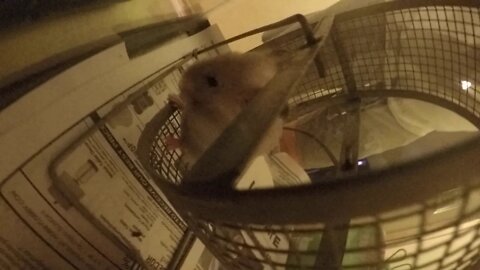 Our new Hamster Joey is settling in......