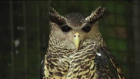 Devil Bird