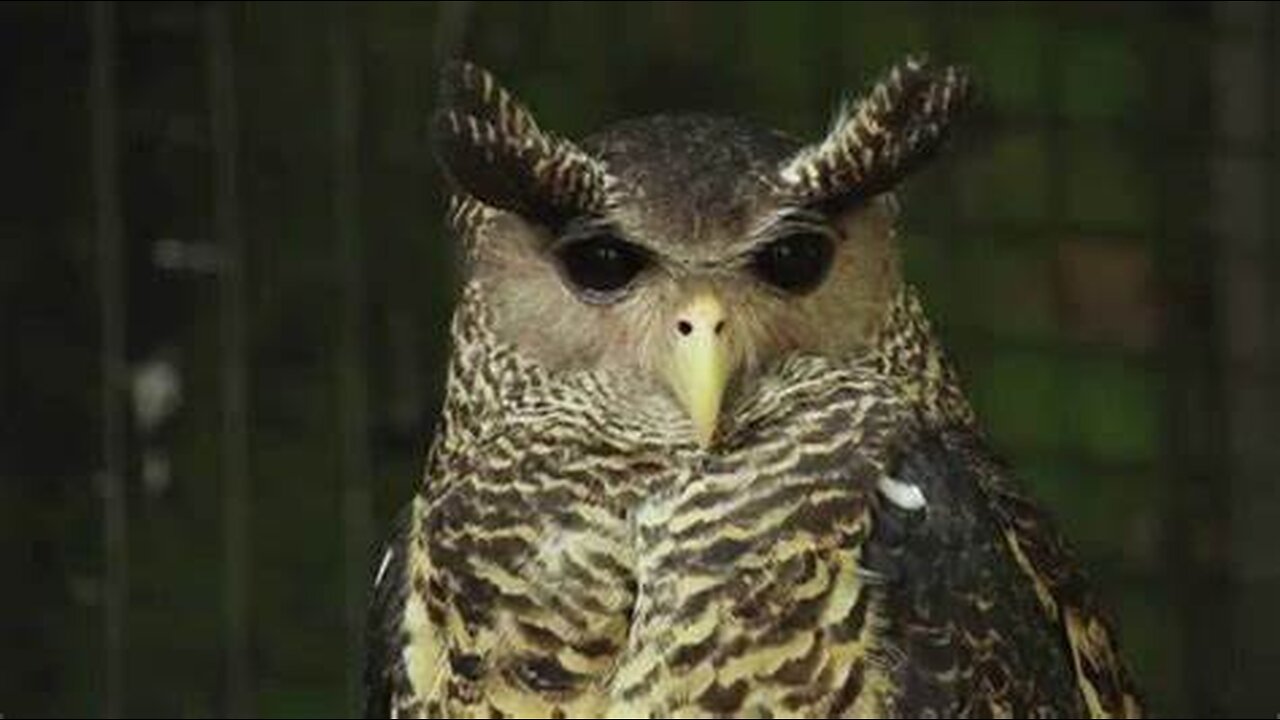 Devil Bird