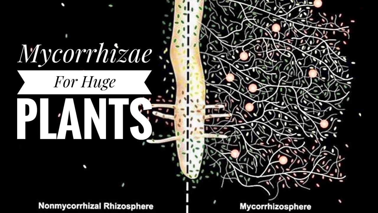 MYCORRHIZAE IN SOIL. HOW TO NOURISH & BUILD UP FUNGI IN YOUR SOIL. | Gardening in Canada