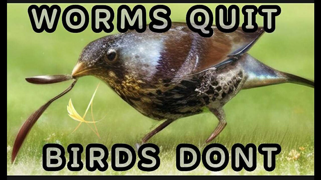 Amanhanday - WORMS QUIT BIRD DONT