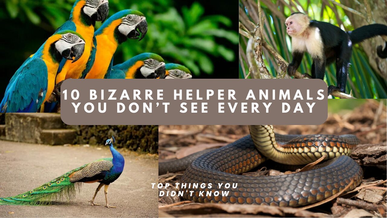 How These 10 Amazing Animals Help Humans in Surprising Ways