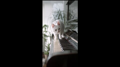 FUNNY CAT WALKING ON PIANO 🎹 😂