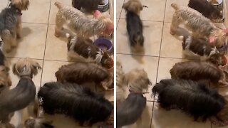 Huge Yorkie Family Eats Lovely Dinner Together