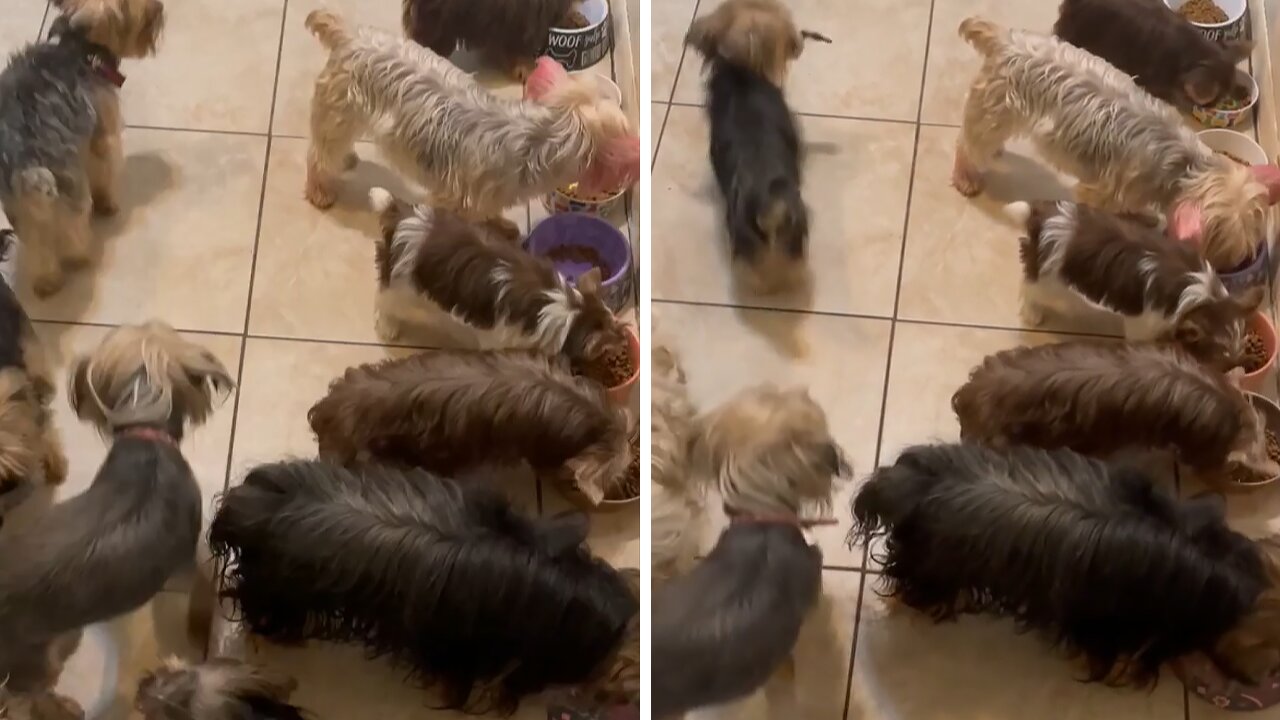 Huge Yorkie Family Eats Lovely Dinner Together